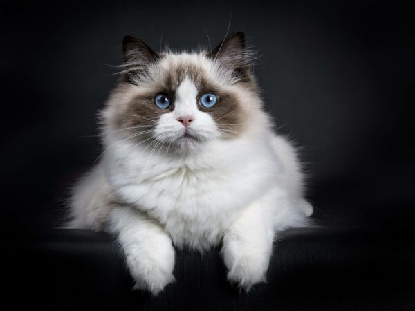 ragdoll cat lifespan