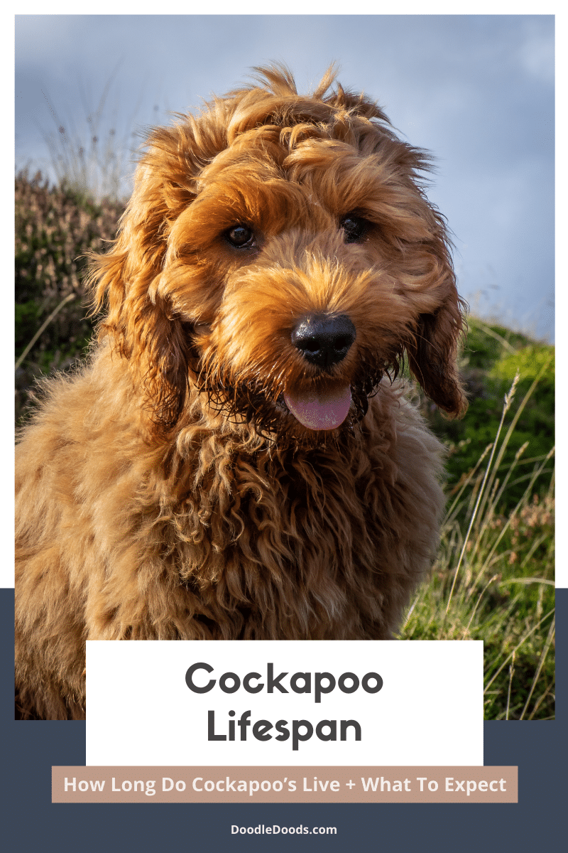 life expectancy of a cockapoo dog