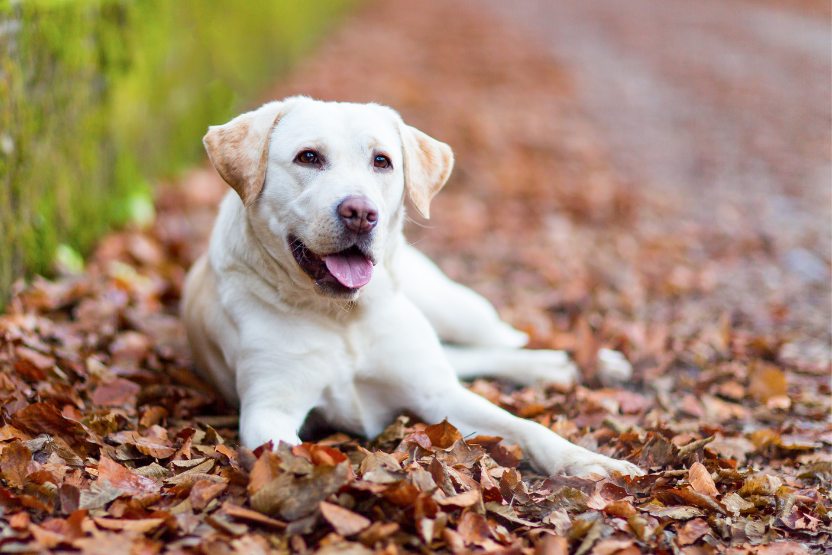 how much does a labrador cost