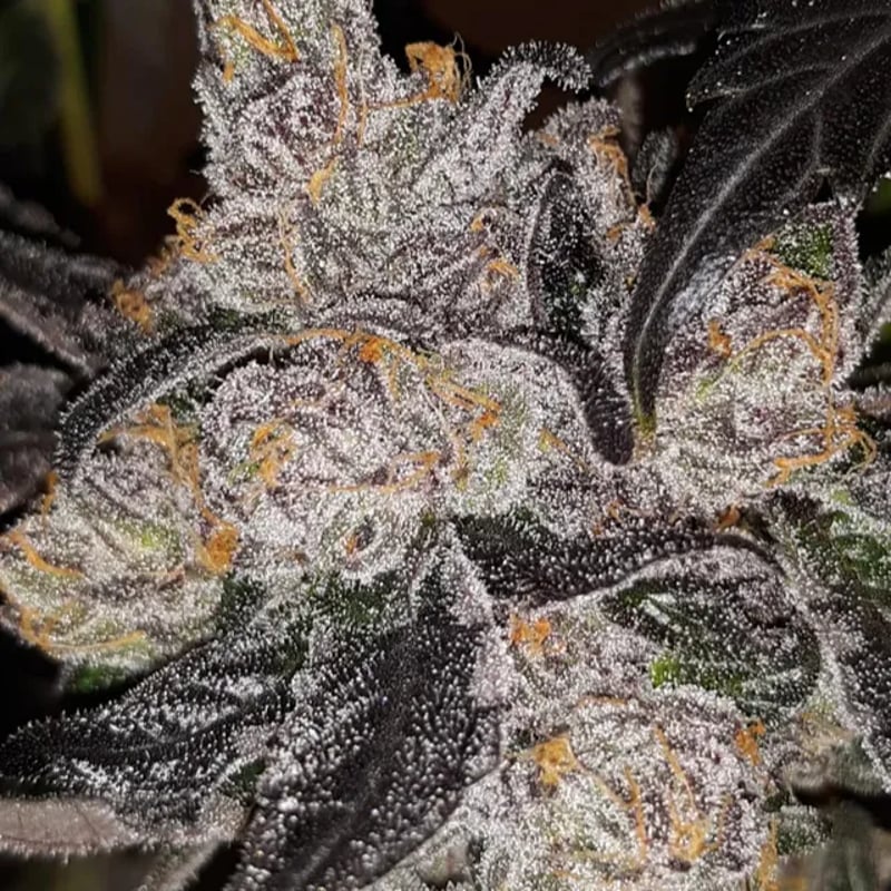 galaxy runtz strain