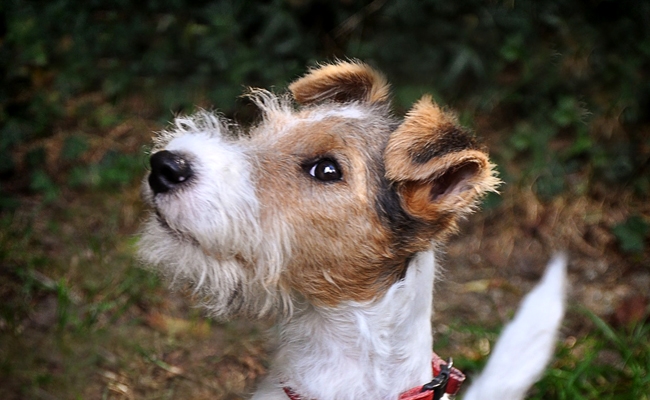 prix fox terrier poil lisse