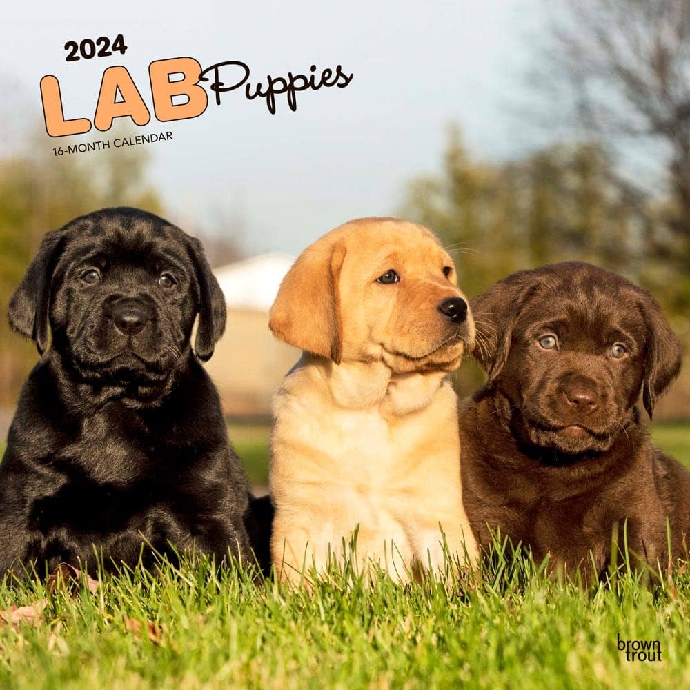 lab pups