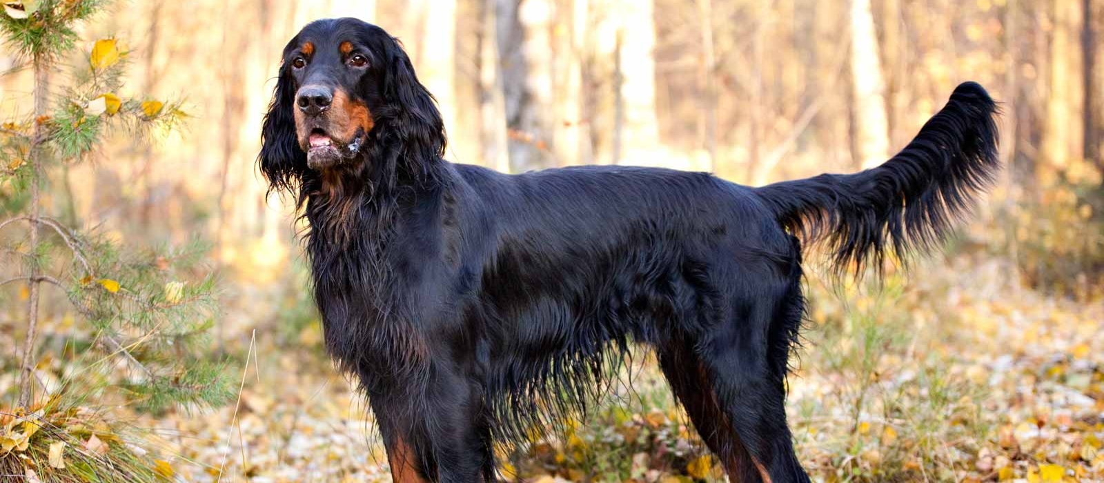 gordon setter puppies for sale uk