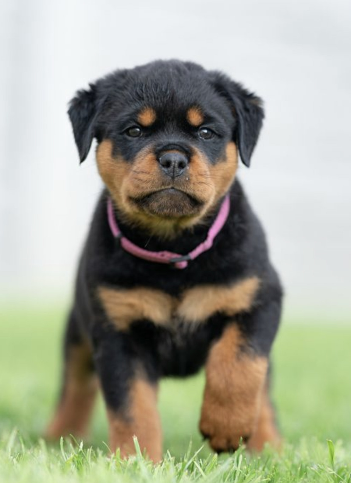 puppy rottweiler for sale