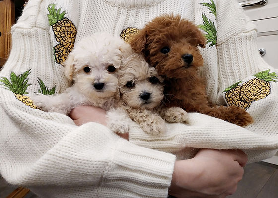 teacup dogs for sale in ontario