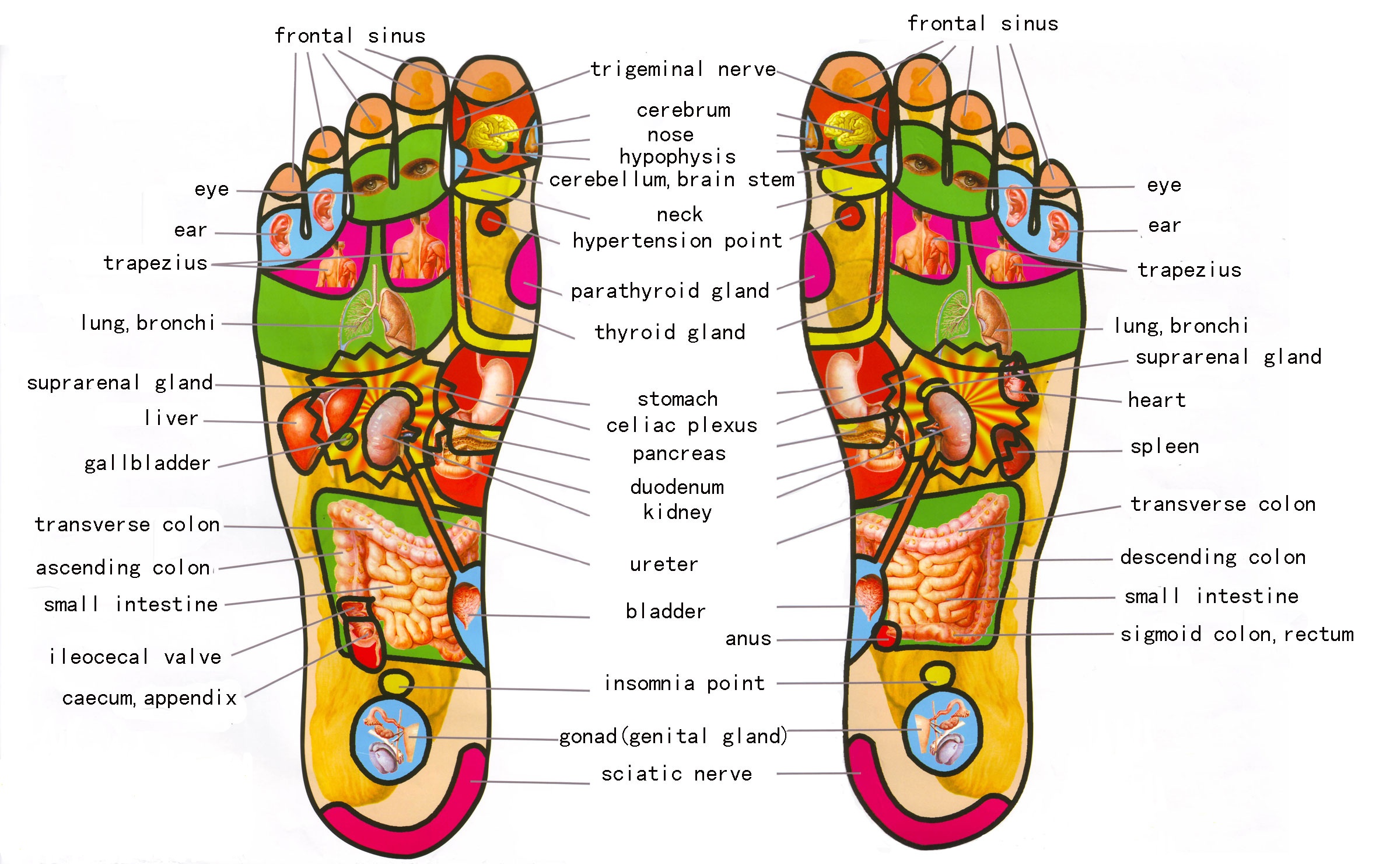 foot reflexology near me