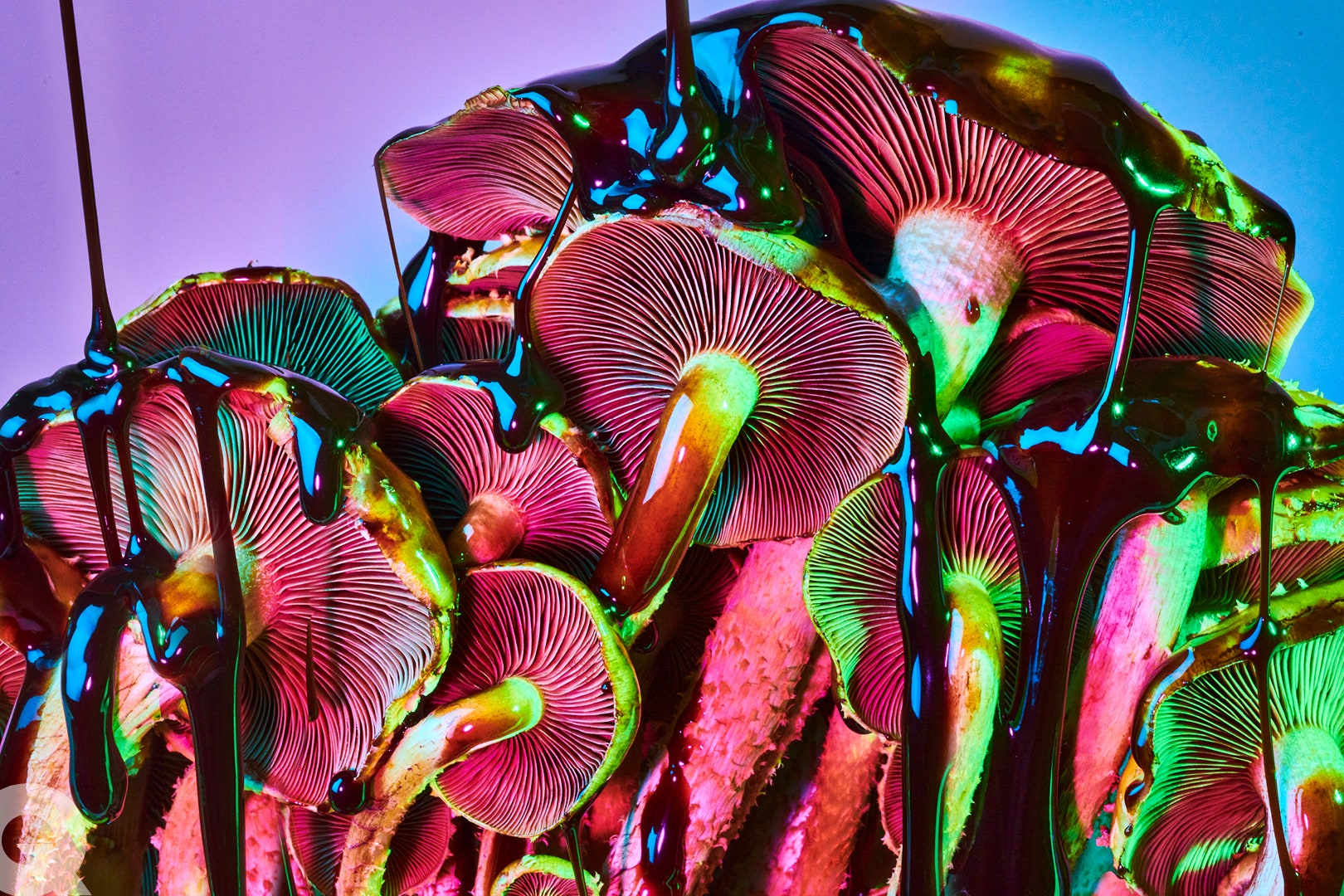 strongest psychedelic mushrooms