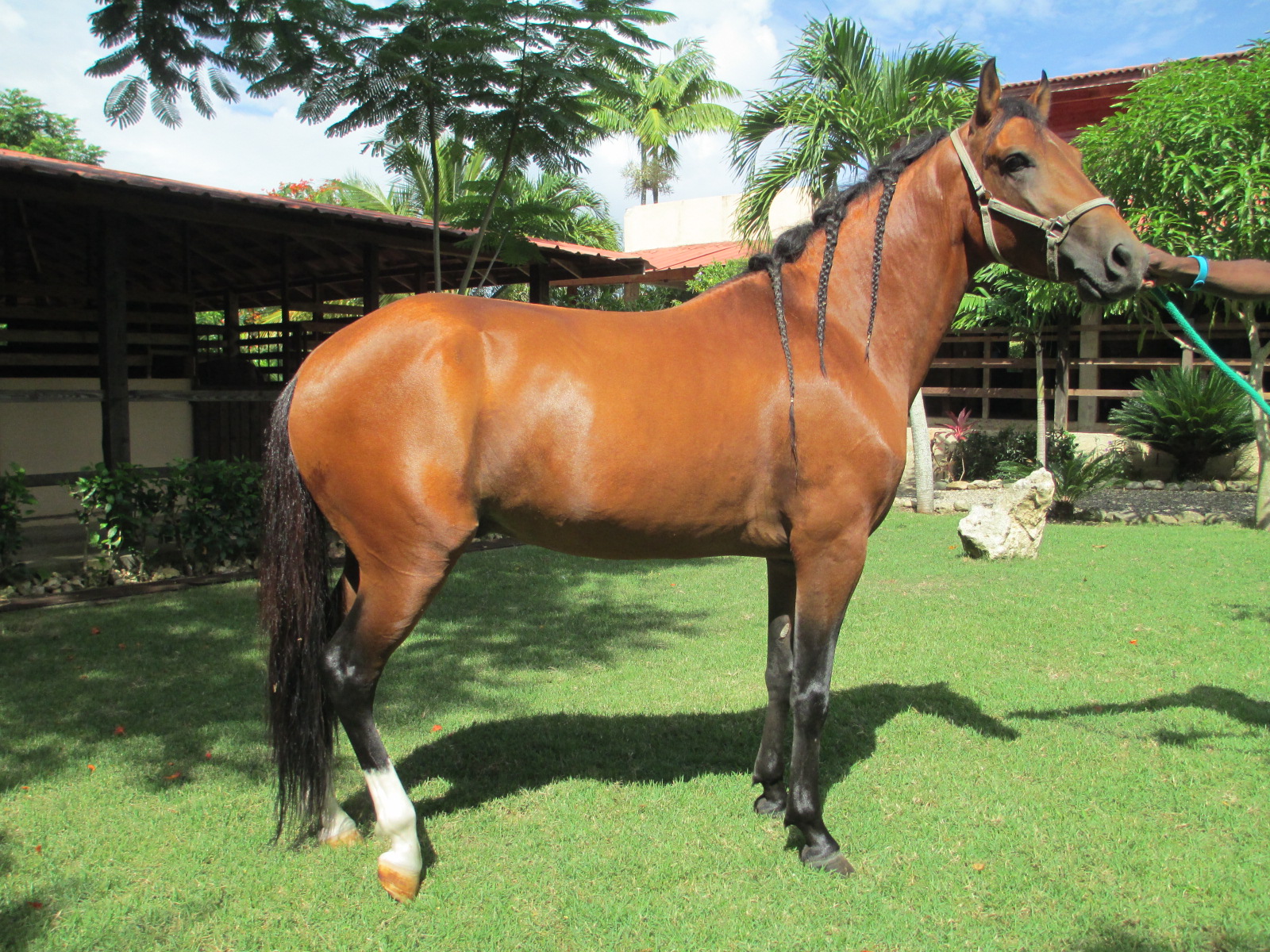 caballos en venta