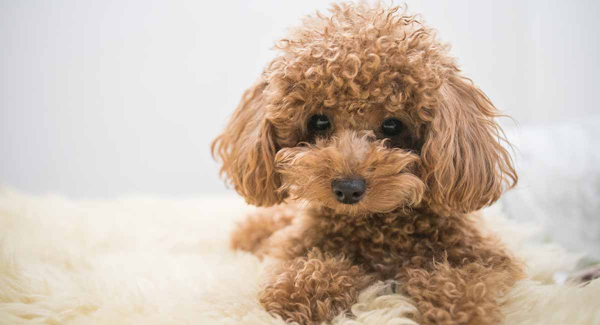 toy poodle puppy