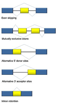 alternative splicing