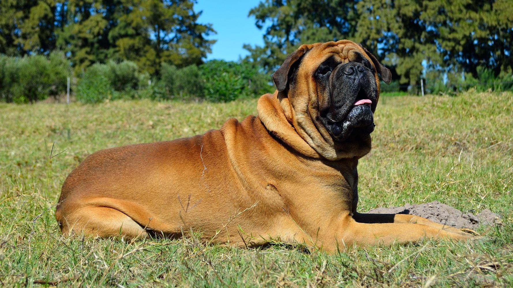 bullmastiff for sale