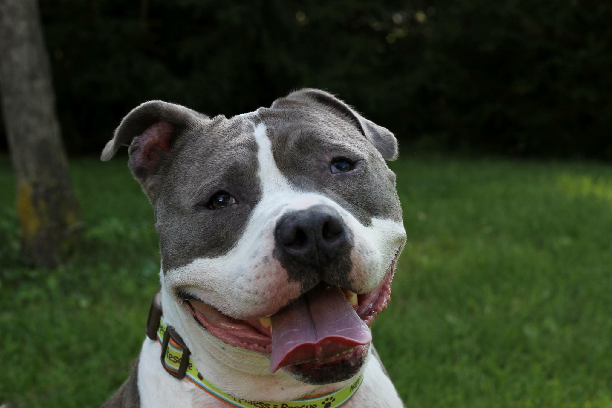 pitbull rescue pittsburgh