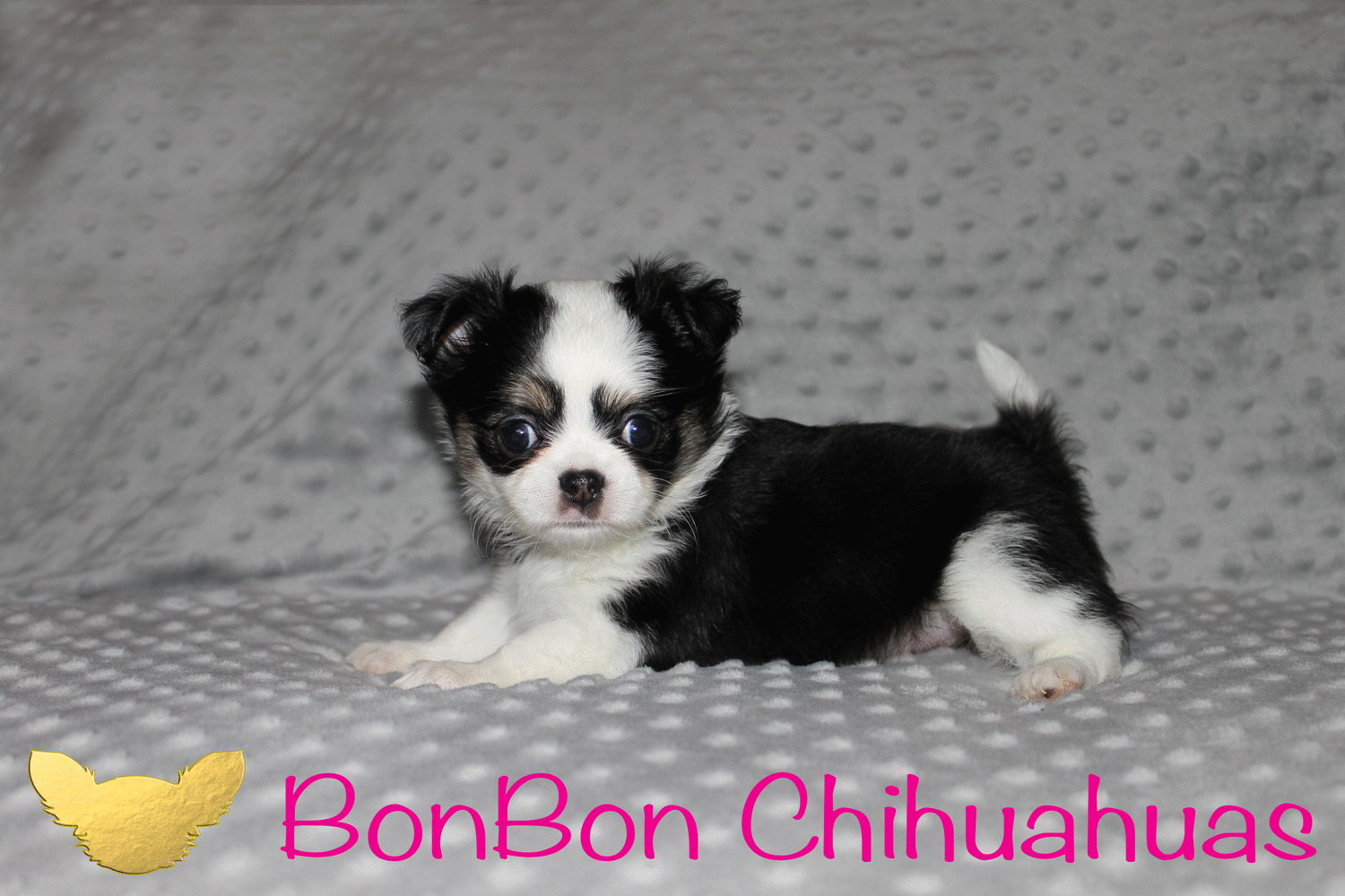 long haired chihuahua puppies for sale