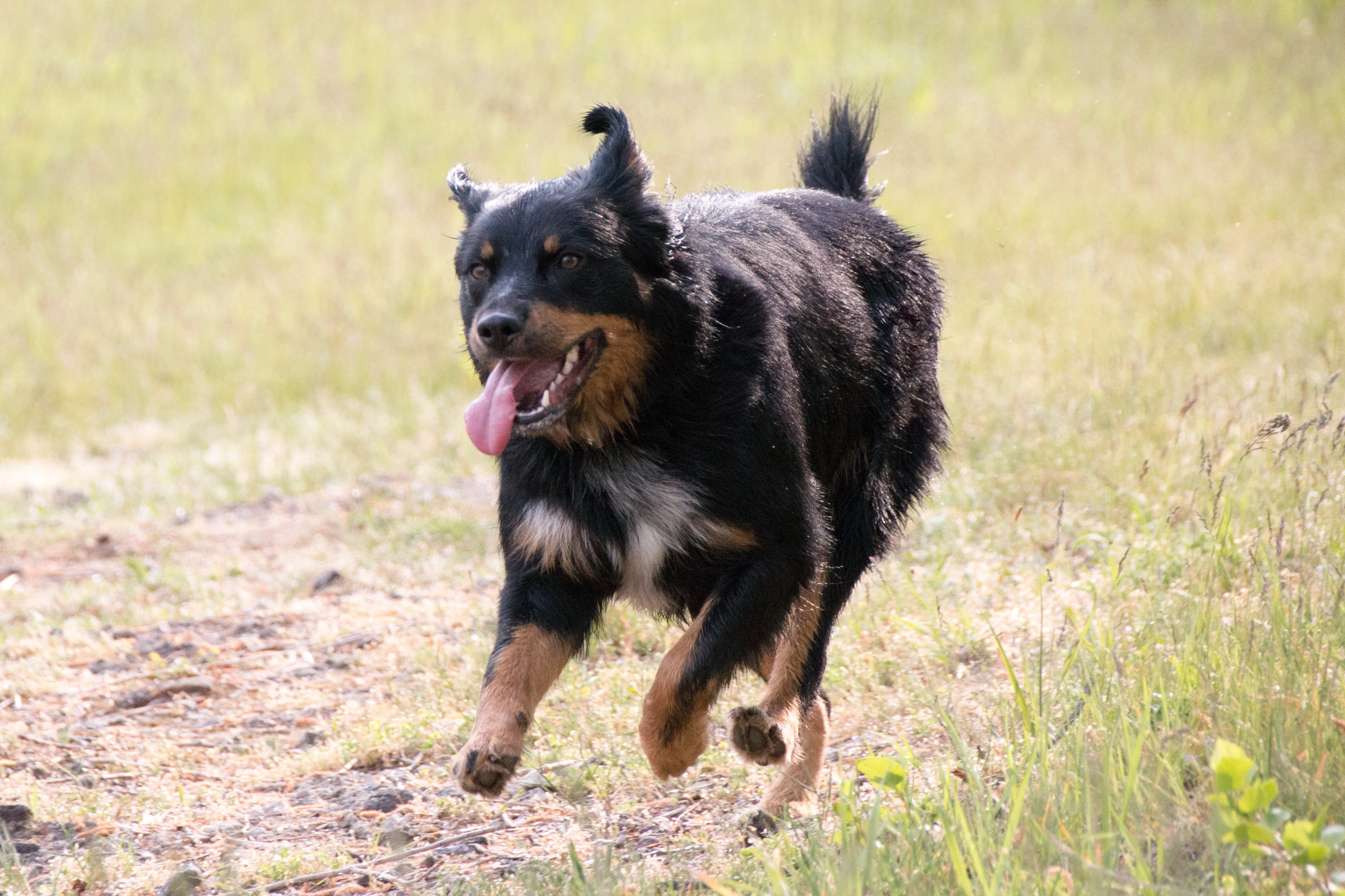 shepherd rottie cross