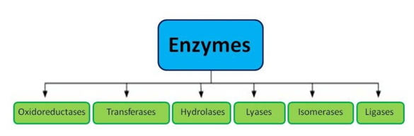 enzymes byjus