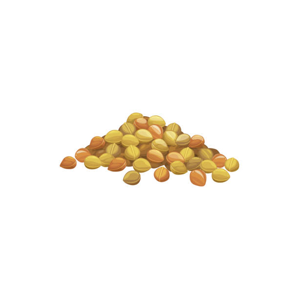 lentils clipart