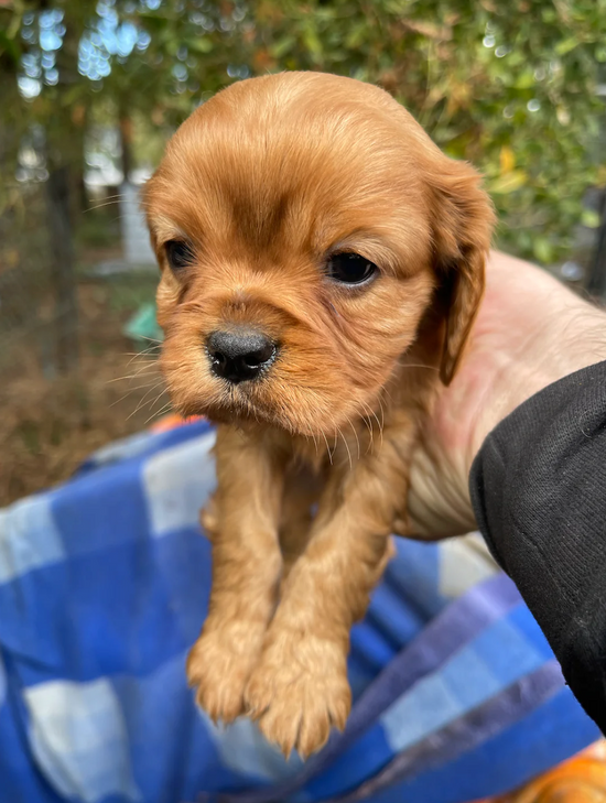 cavalier king charles spaniel puppies free to good home victoria