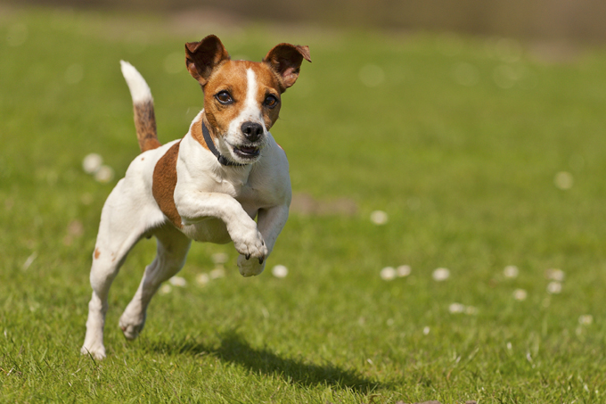 jack russell terrier names