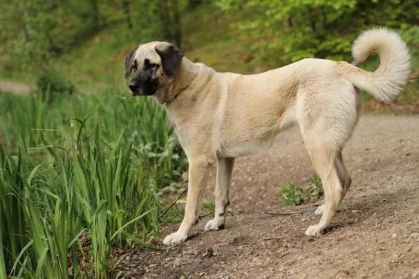 turkish kangal for sale uk