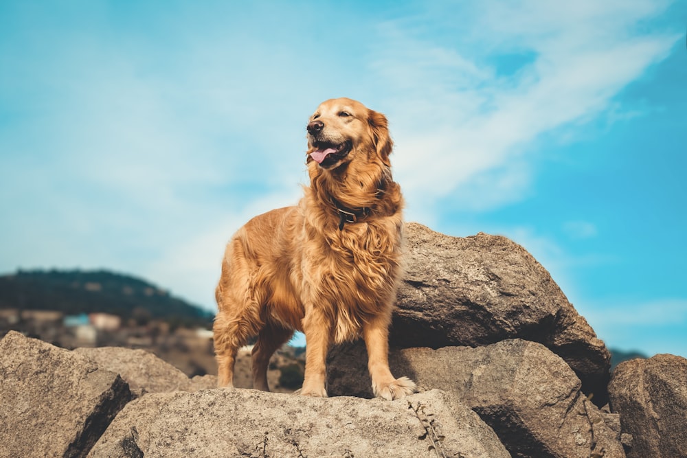 golden retriever cute