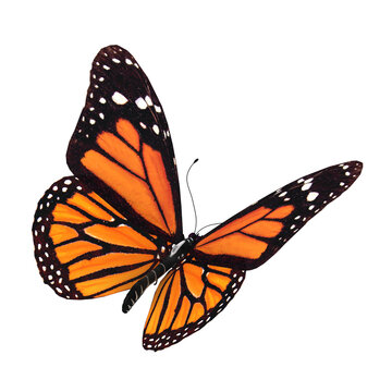 butterfly png