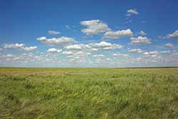 grassland synonym