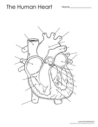 heart diagram unlabeled