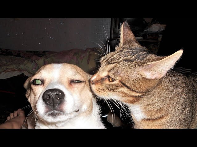 funny cats and dogs