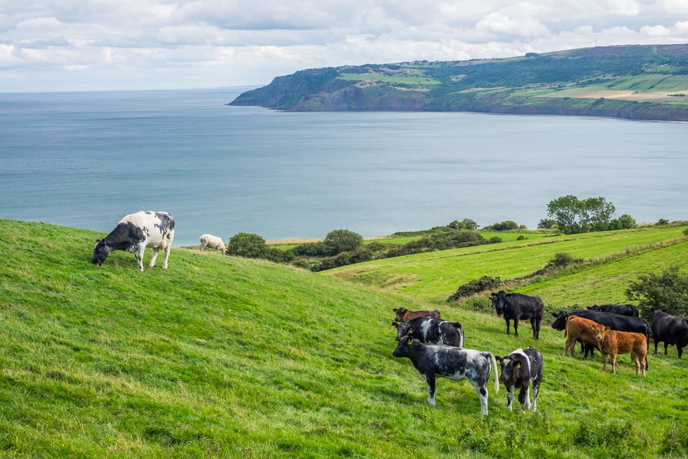 bay ness farm camping