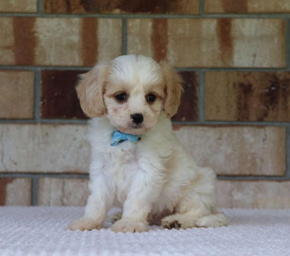 cavachons for sale near me