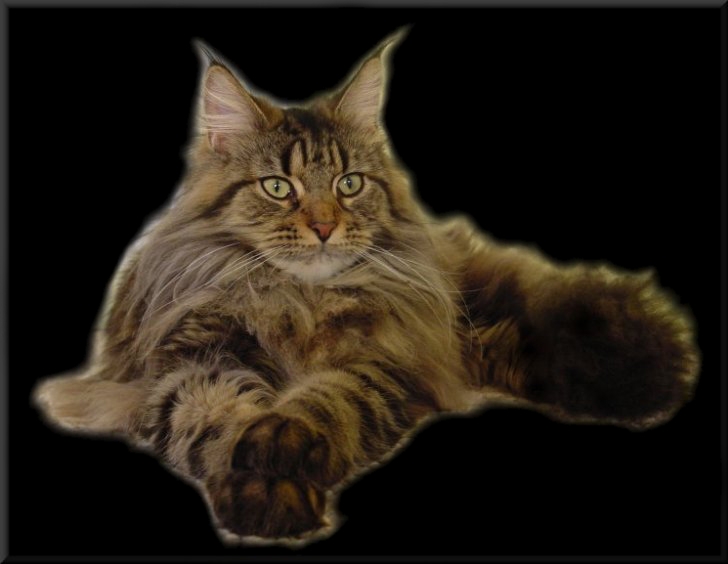 maine coon price canada