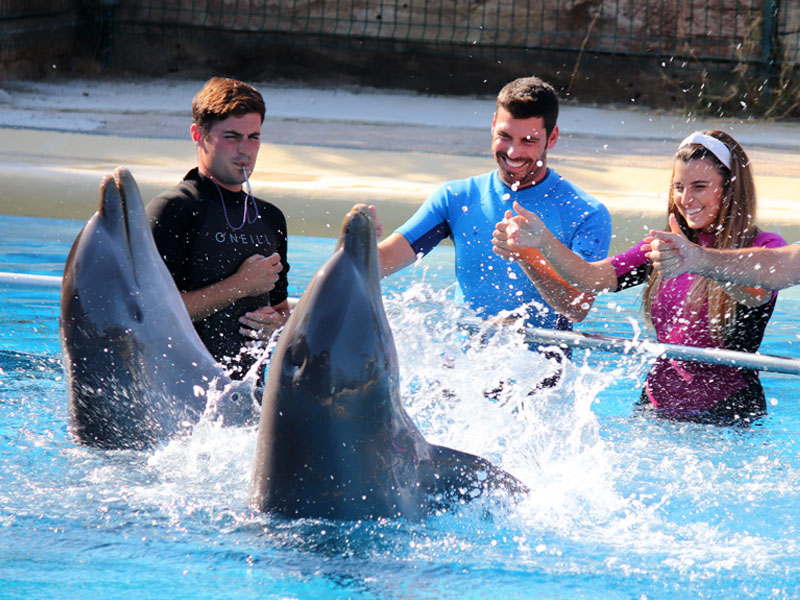 benalmadena dolphins