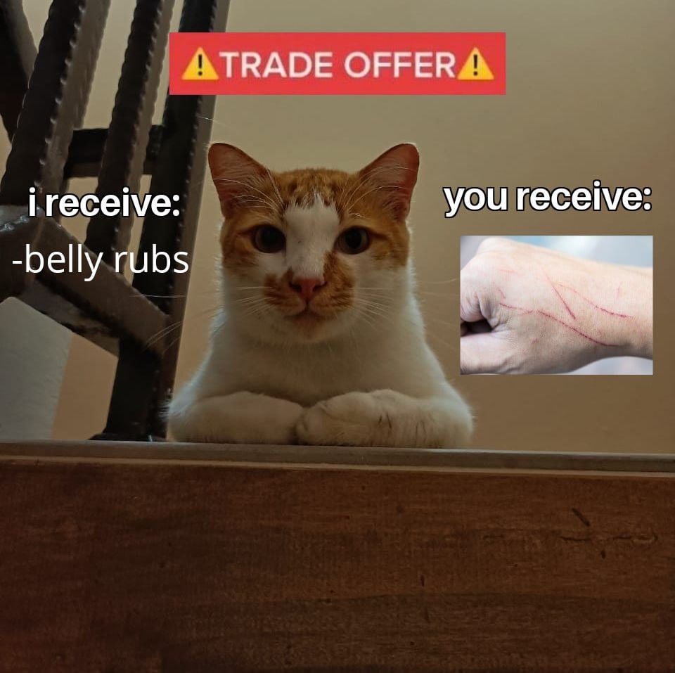 cat belly rub meme