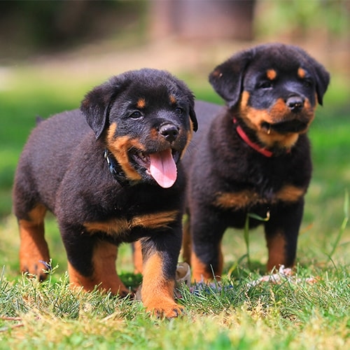 rottie pup