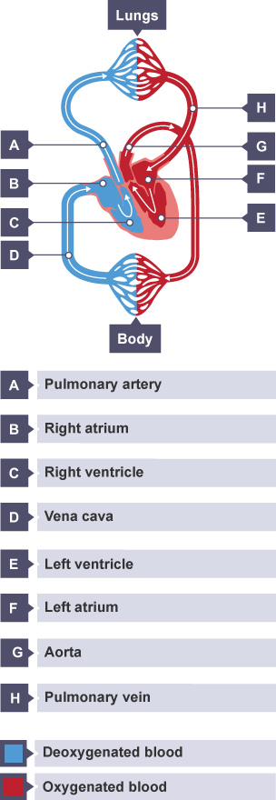 bbc bitesize cardiovascular system