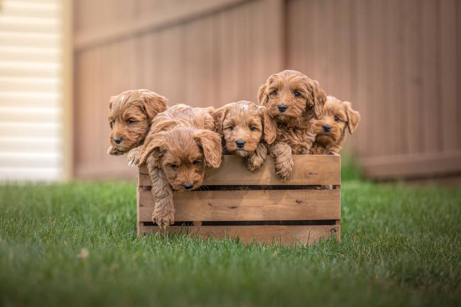 miniature labradoodle for sale