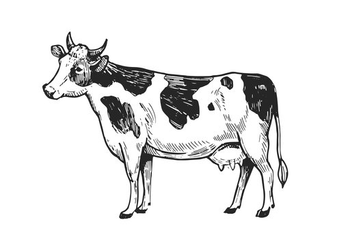 cow sketch