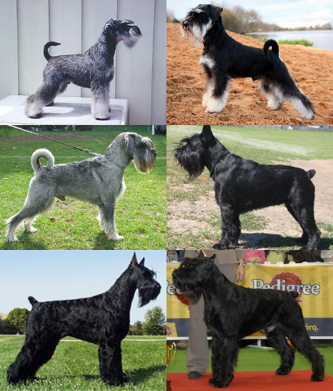 are schnauzer terriers