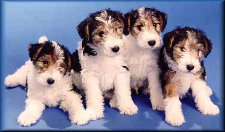 wire fox terrier for sale