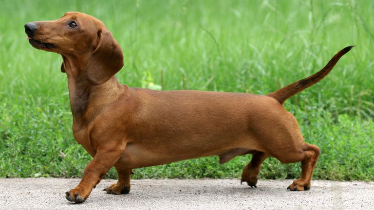 dachshund kennel club