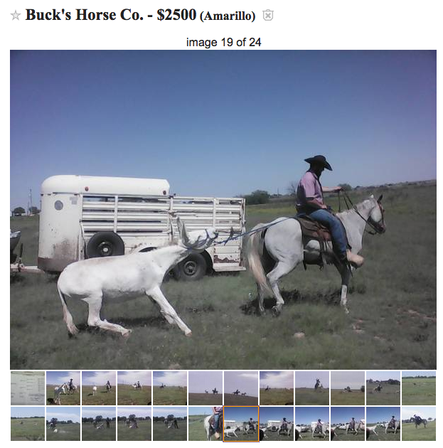 horses for sale near me craigslist