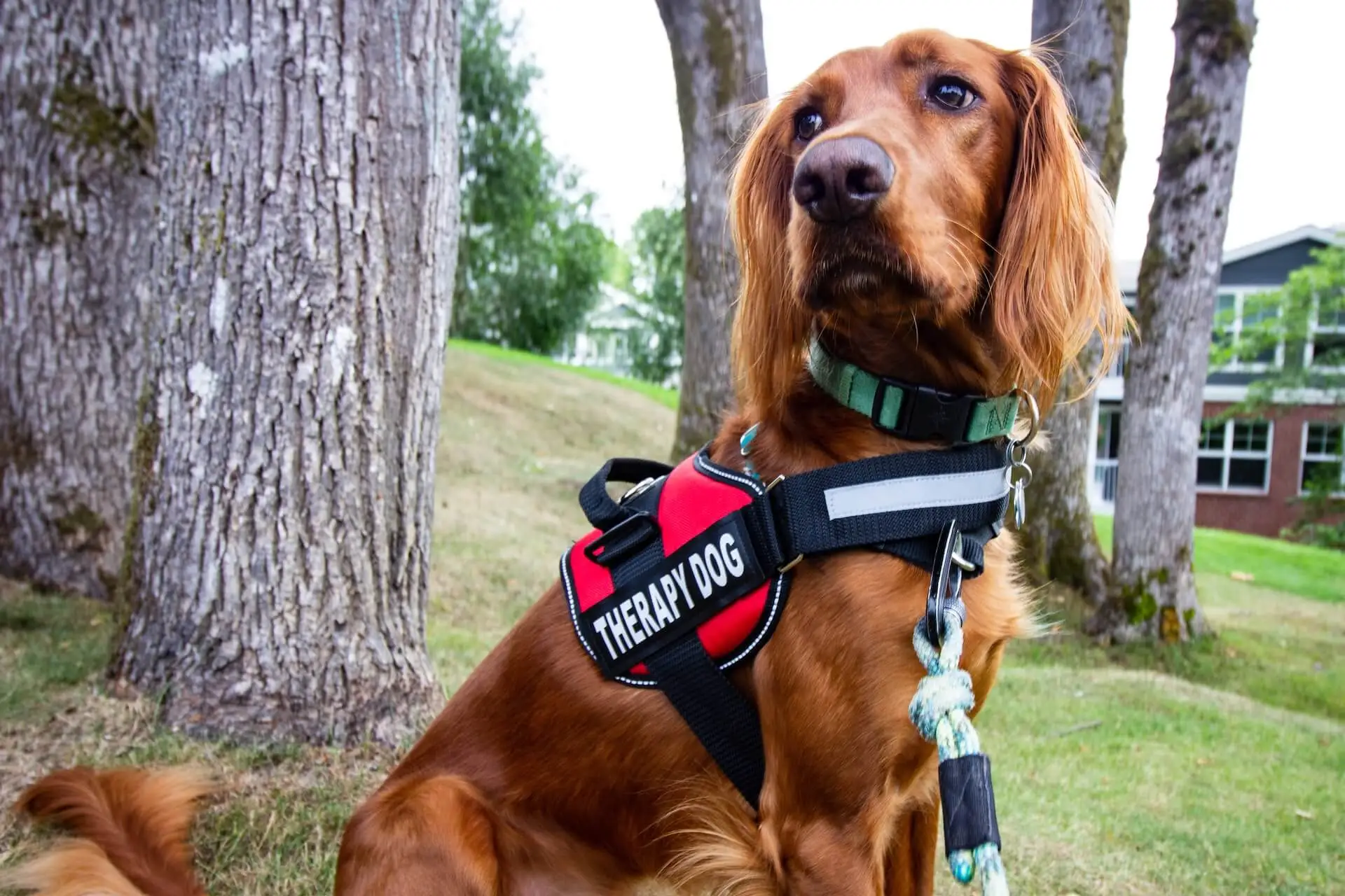 dog harness cocker spaniel