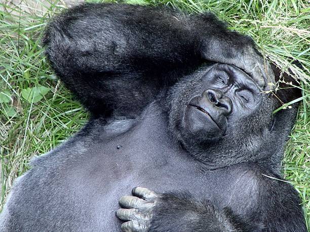 silly gorilla pictures