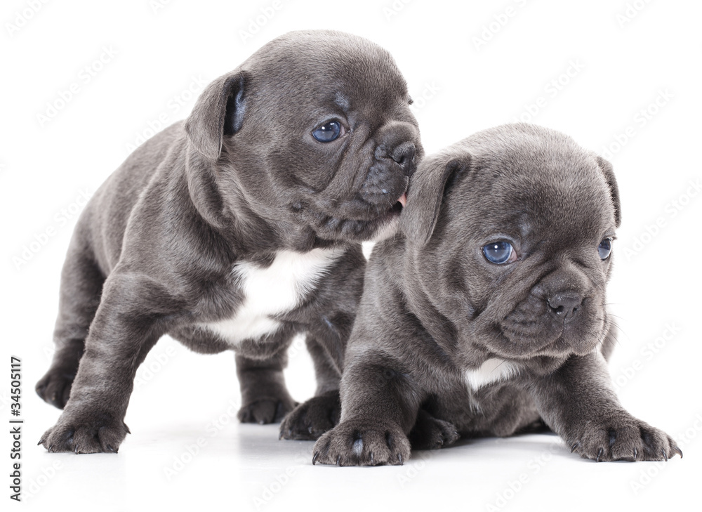 grey bulldog puppy