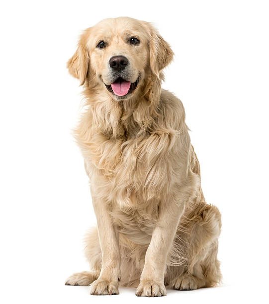 golden retrievers pictures