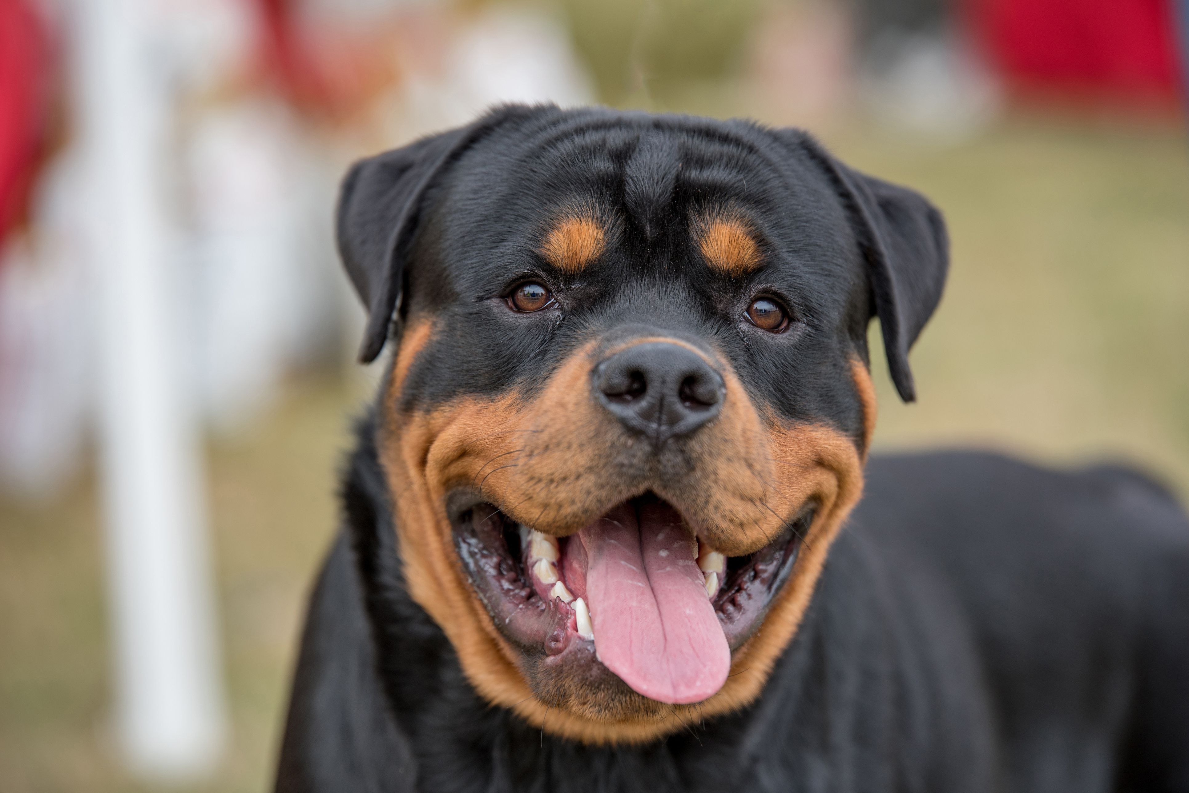 black brown puppy breeds