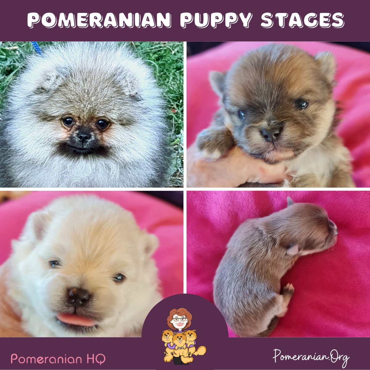 pomeranian puppies