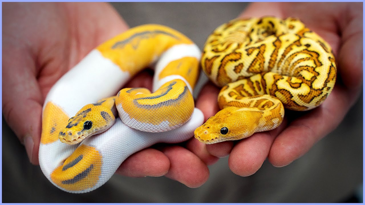 royal python morphs