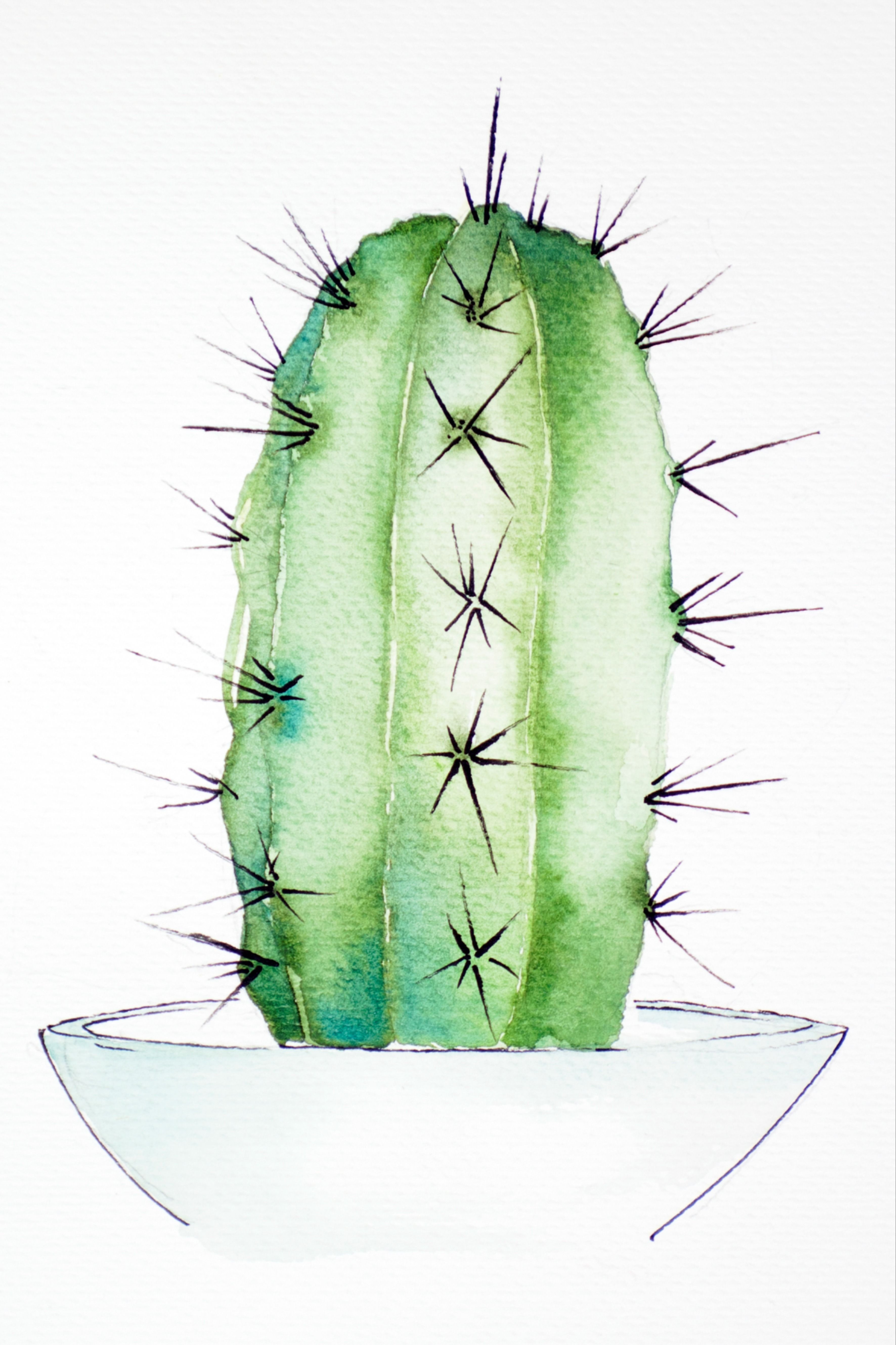 dibujo cactus acuarela