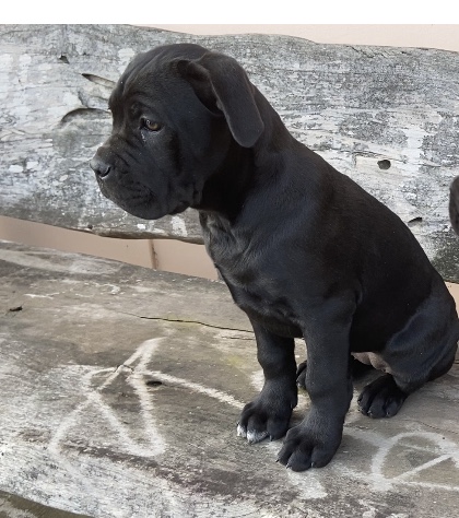 cane corso puppies for sale nsw